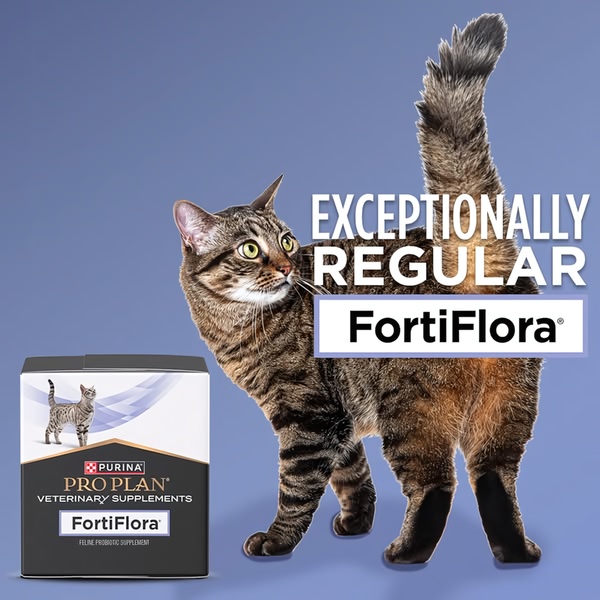 A high-contrast ad featuring a healthy, standing cat next to a product box, using bold typography to highlight the main benefit.
